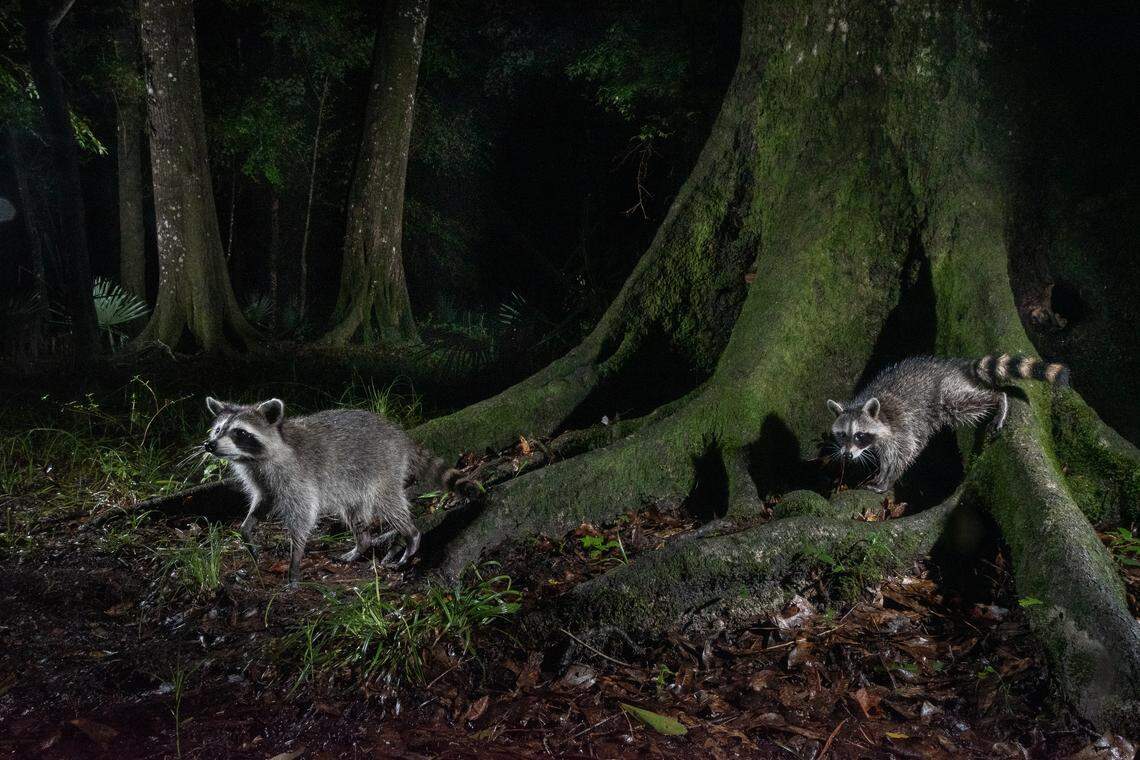 When night falls, raccoons leave their den high in an old growth oak and begin scavenging the uplands and shallows for prey in Francis Beidler Forest.