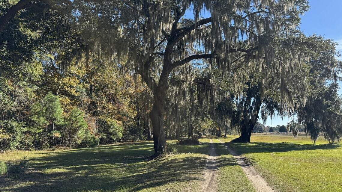 Majestic oaks, wildlife habitat protected in deal to save part of SC sea island