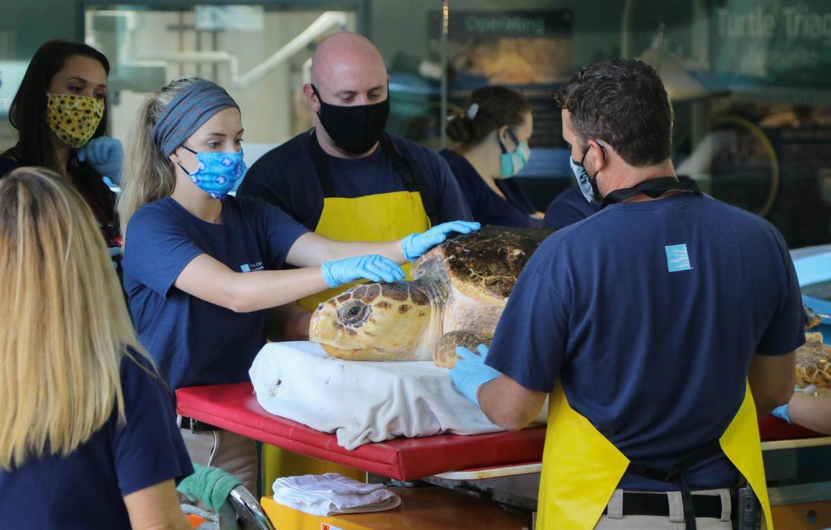 The staff at the Sea Turtle Care Center at the South Carolina Aquarium in Charleston weigh Queen, a sea turtle who is being rehabilitated to return to the wild.