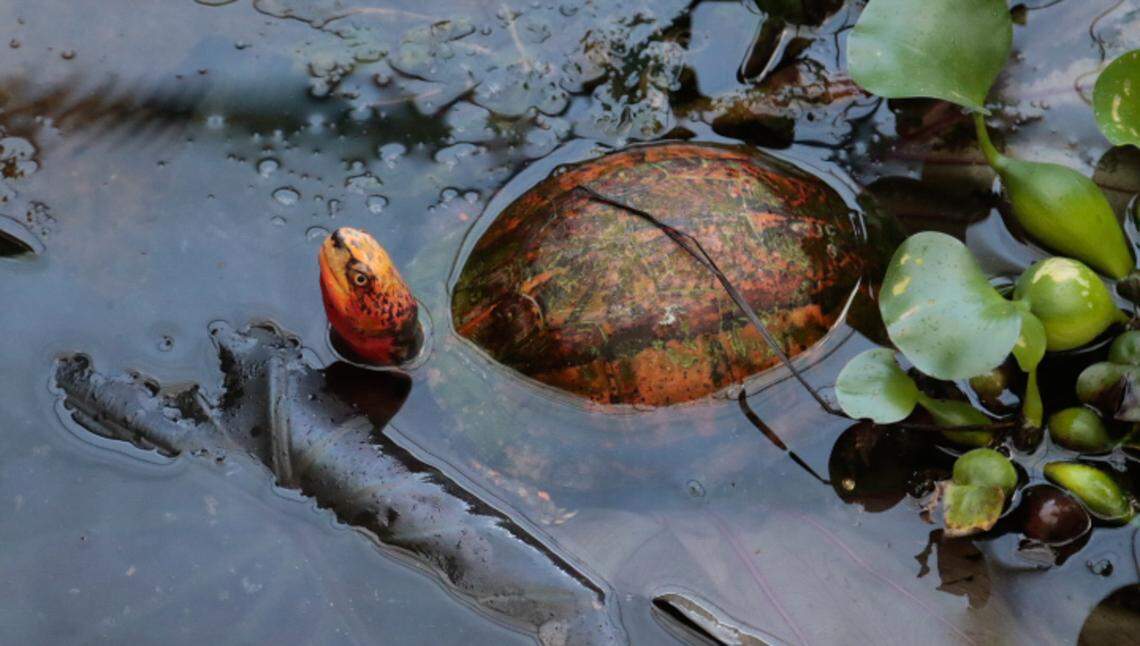 An Asian Box Turtle peers from its enclosure at the Turtle Survival Center.