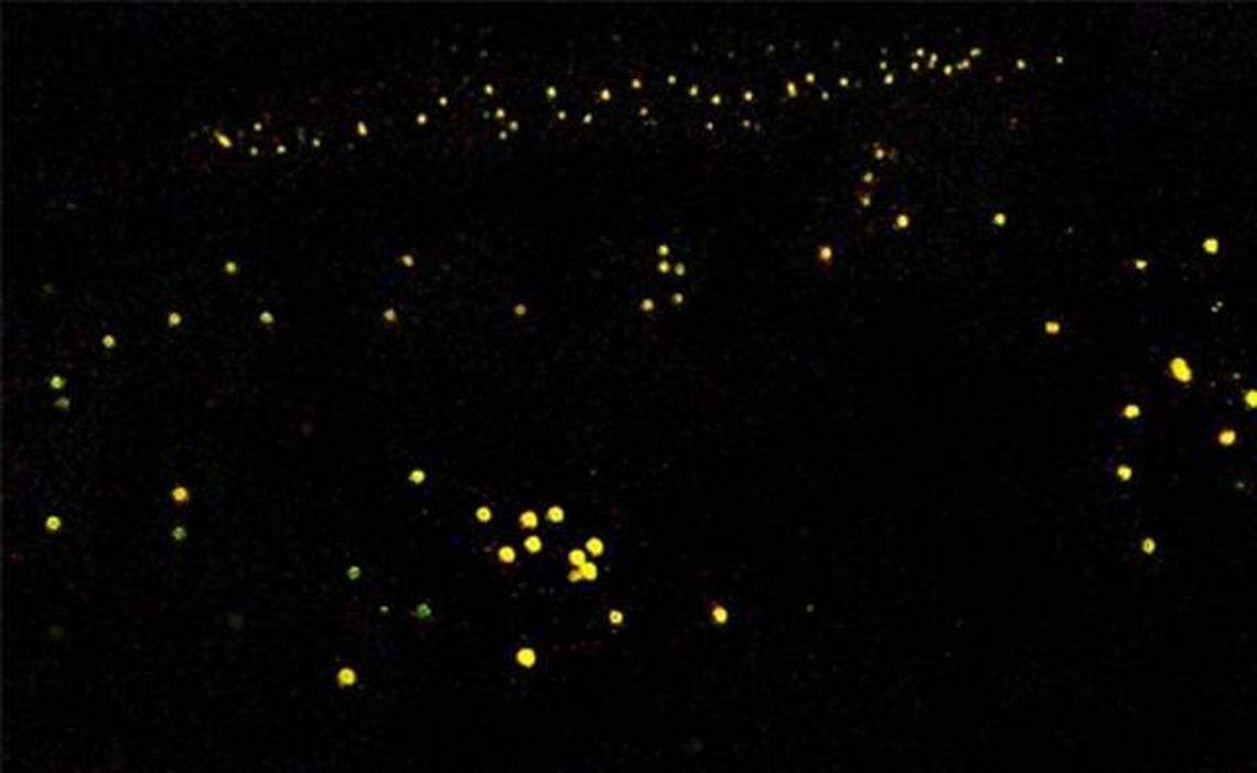Fireflies light up in unison at Congaree National Park once a year.