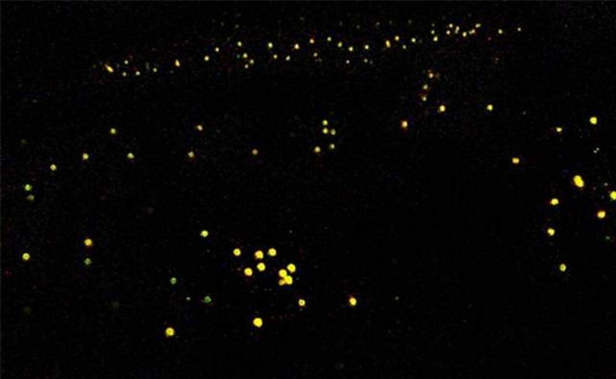 Fireflies light up in unison at Congaree National Park this time of year.