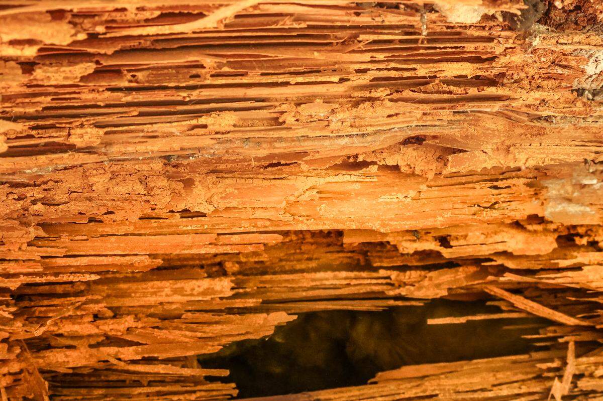 A 10x10x10 beam, at the foundation of the house, owned by Michael and Diana Garrett, shows where termites have devoured the wood.
