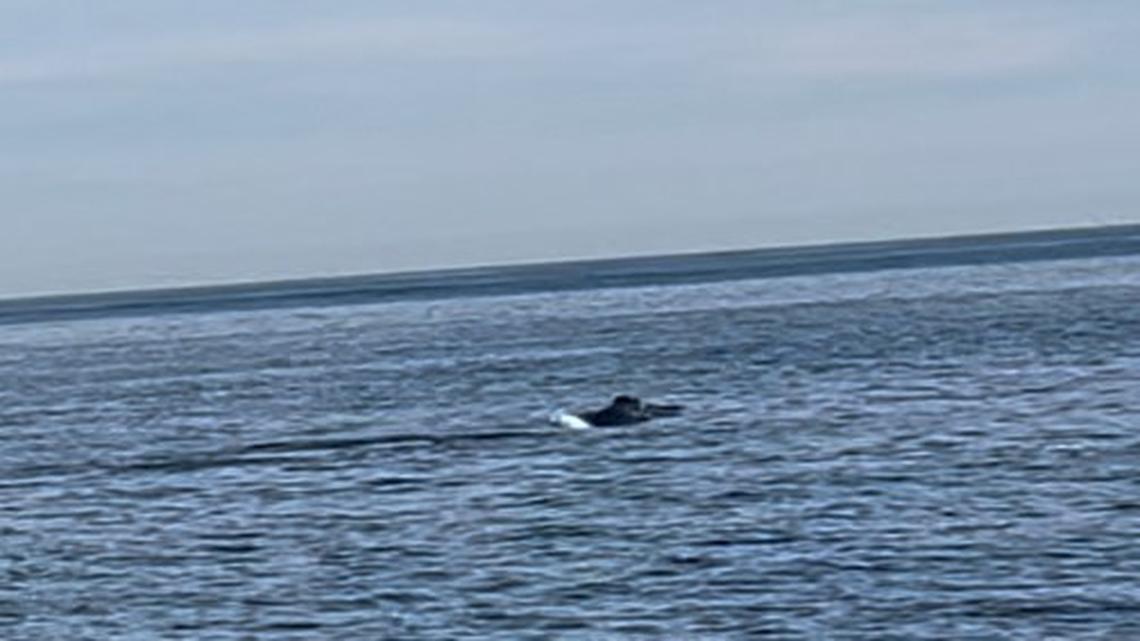 A North Atlantic right whale and her calf were spotted off the South Carolina coast on Nov. 15. The top of the calf’s head is pictured. Photo from NOAA Fisheries in the Southeast