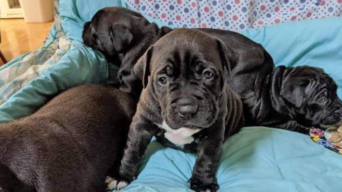 Four puppies were stolen in South Carolina, officials said.