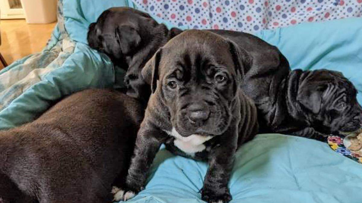 Four puppies were stolen in South Carolina, officials said.