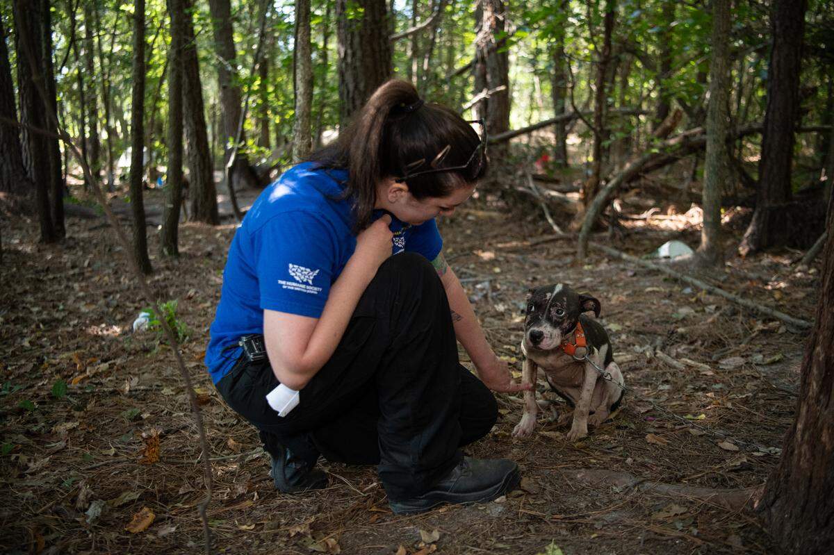 The Humane Society of the United States assists federal authorities in rescuing dogs from an alleged dogfighting operation throughout multiple properties in South Carolina. Photo by Meredith Lee/The HSUS