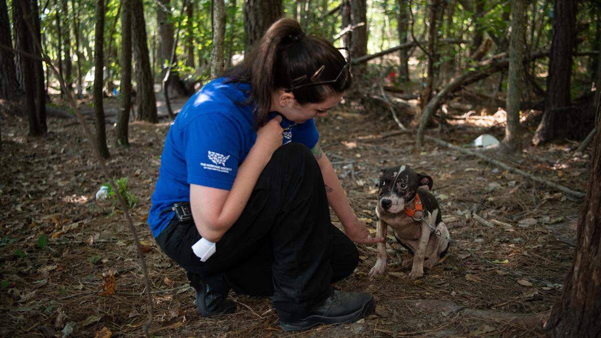 The Humane Society of the United States assists federal authorities in rescuing dogs from an alleged dogfighting operation throughout multiple properties in South Carolina. Photo by Meredith Lee/The HSUS