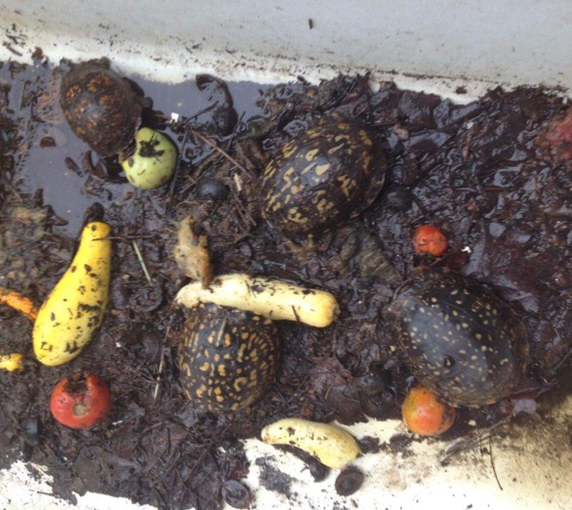 Turtles live in squalor at suspected wildlife trafficker's home in South Carolina