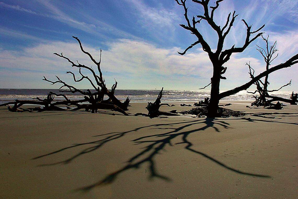 A tree stands on Boneyard Beach on Bull Island in Cape Romain.