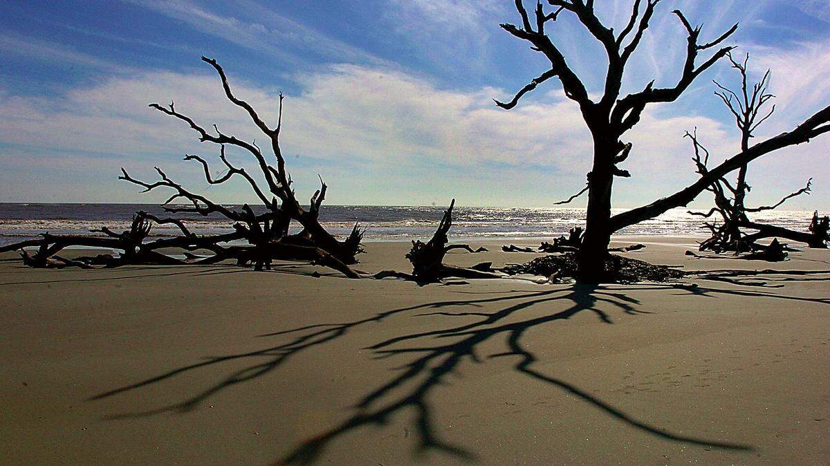 A tree stands on Boneyard Beach on Bulls Island in Cape Romain National Wildlife Refuge