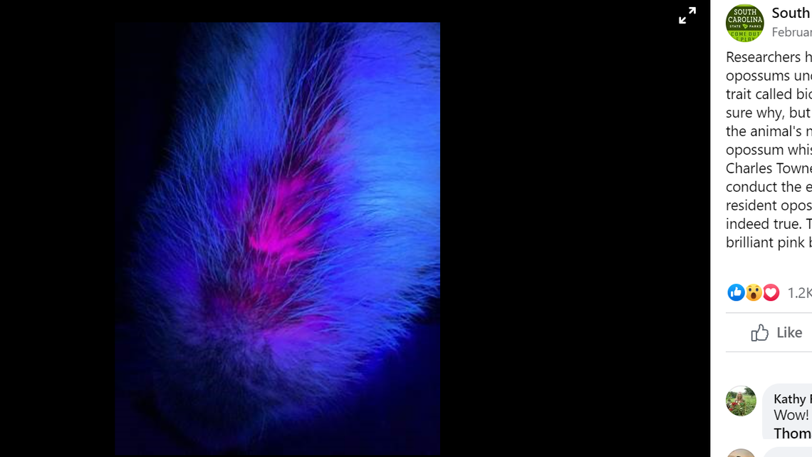 South Carolina State Parks workers recently tested an opossum to see if it glows under ultraviolet light.