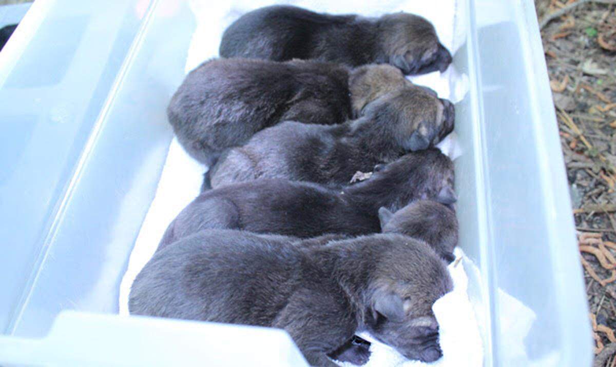 Six red wolf pups were born on Earth Day at the Museum of Life and Science.