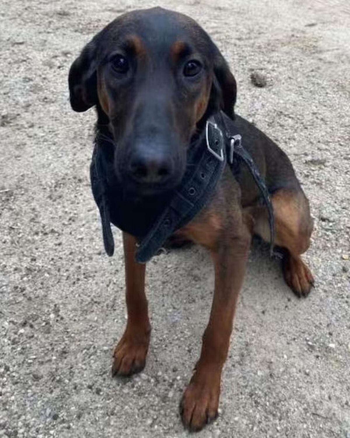 On Sept. 20, 2024, K9 Mikka, of the Lee County Sheriff’s Office, was burned to death inside a patrol vehicle after a fugitive fired nearly 60 rounds into the cruiser the dog was housed in, causing it to set on fire.