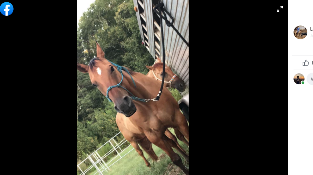 A Moore, South Carolina, family’s horse, named P-Dab, was shot and killed and they’re offering a reward for information that leads to an arrest.