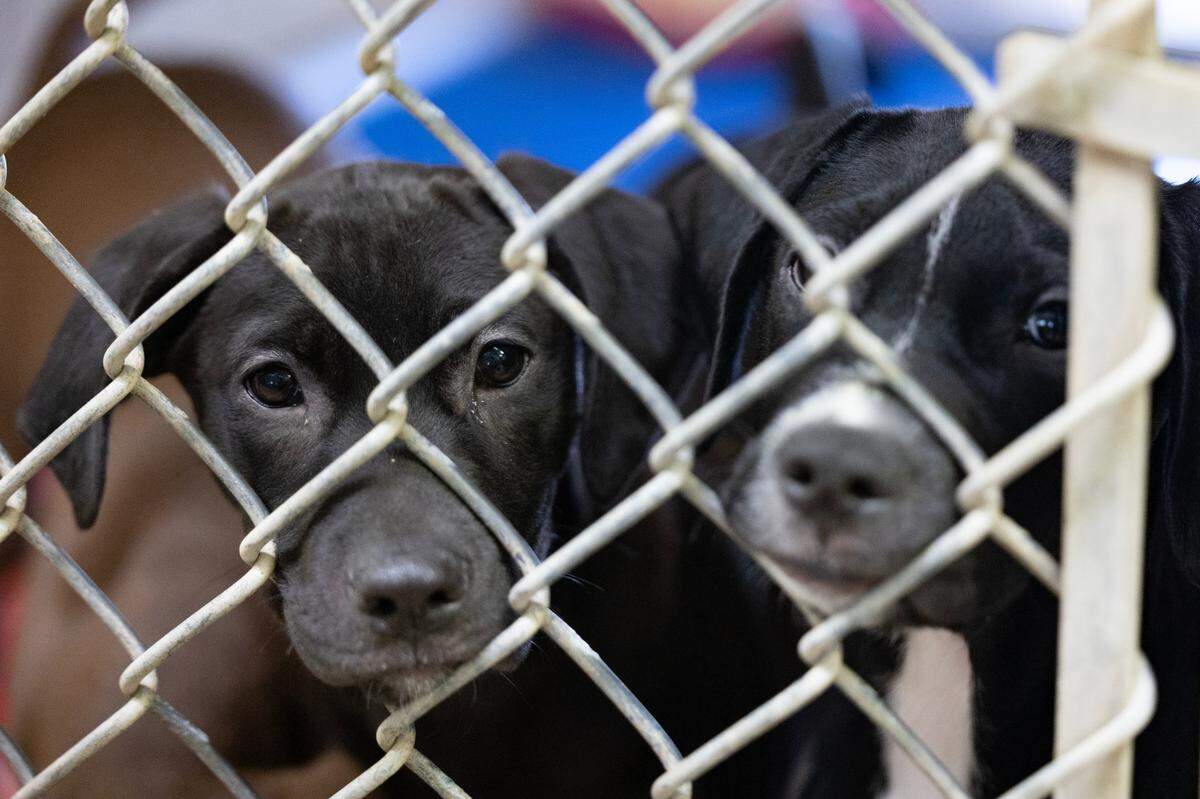 Lexington County Animal Services on Thursday, October 10, 2024.