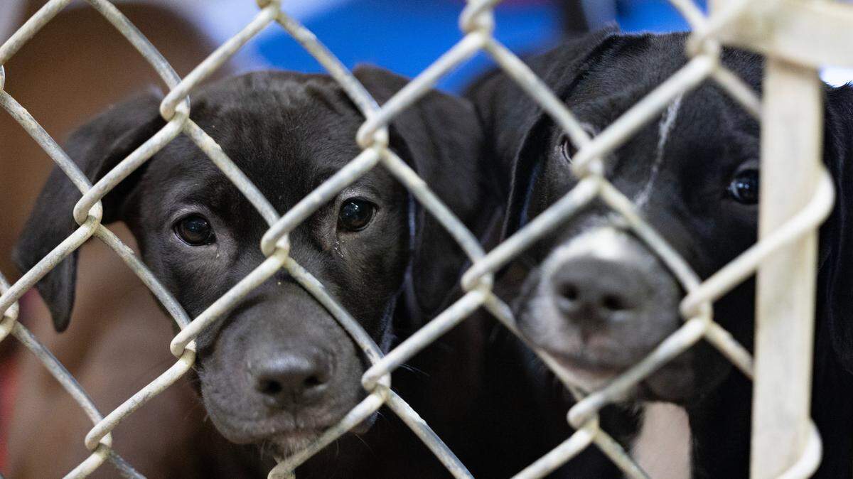 Lexington County Animal Services on Thursday, October 10, 2024. 