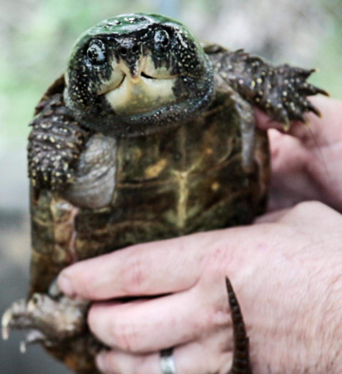 The Asian Big-Headed Turtle is one of many rare turtles in protection at the Turtle Survival Center.
