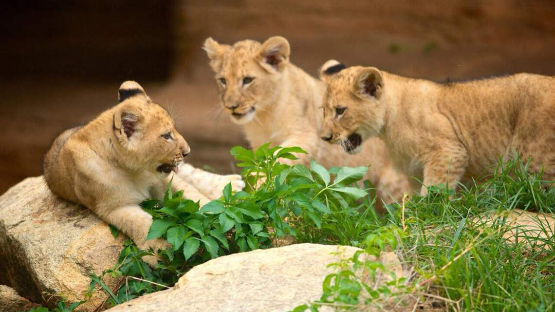 Riverbanks Zoo reveals names for African lion cubs