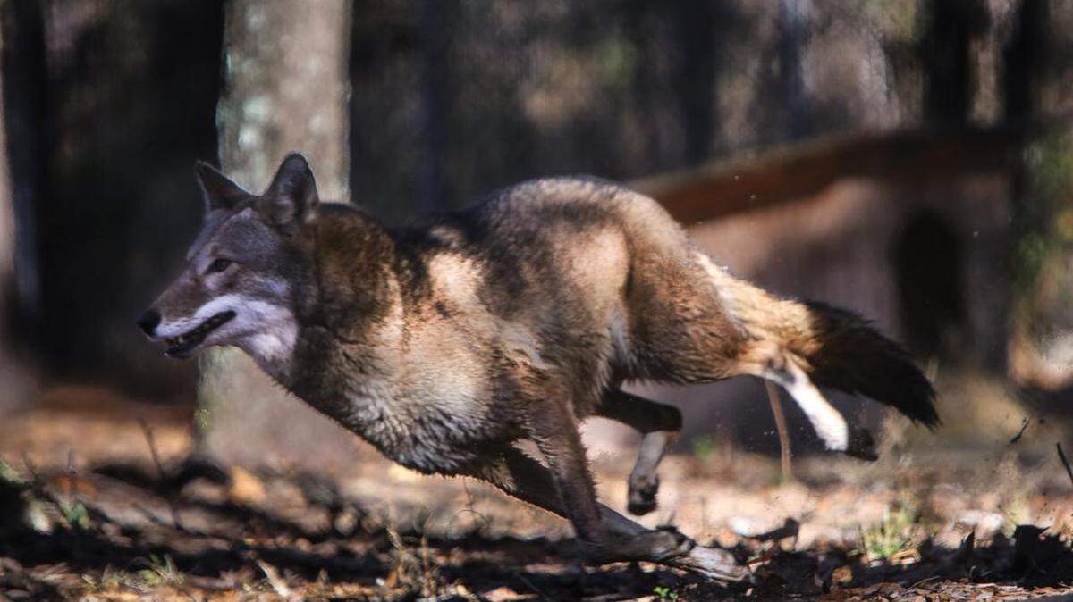 Red wolves are part of an educational and conservation program at Cape Romain National Wildlife Refuge, Sewee Visitor’s Center in Awendaw. There are fewer than 300 red wolves in existence.