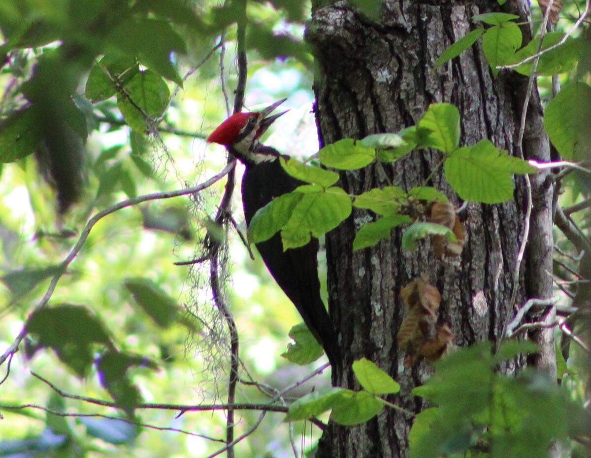 Congaree National Park is home to multitudes of animals, including this species of bird that resembles the ivory billed woodpecker, which is believed to be extinct.