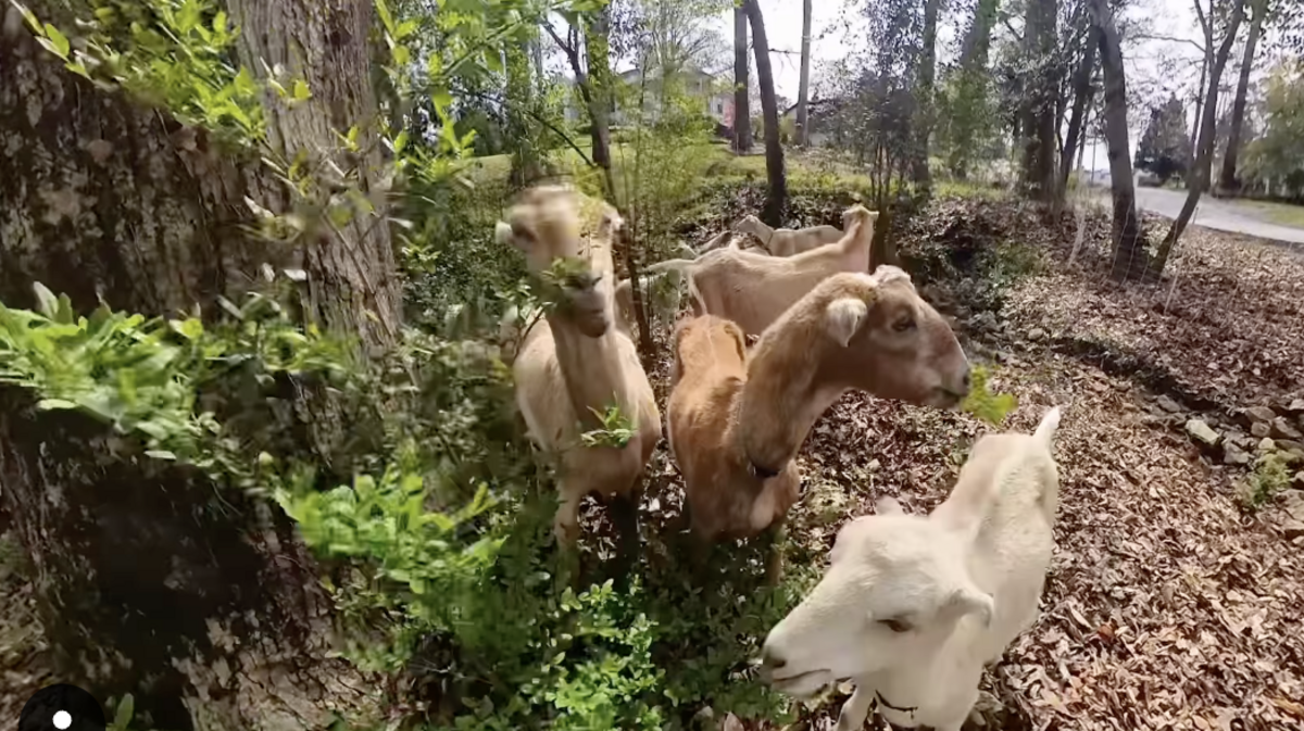 Greenville has rented several herds of goats to keep invasive species at bay in two city parks.