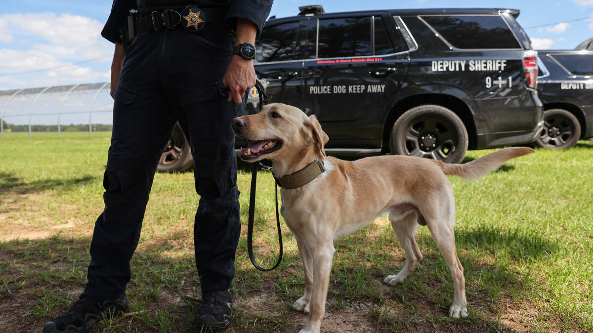 Drake Cobia, an investigator with the Richland County Sheriff’s Department, stands with his dog Buddy, a yellow lab, during a K-9 training demonstration at the South Carolina Criminal Justice Academy in Columbia on Wednesday, May 22, 2024.