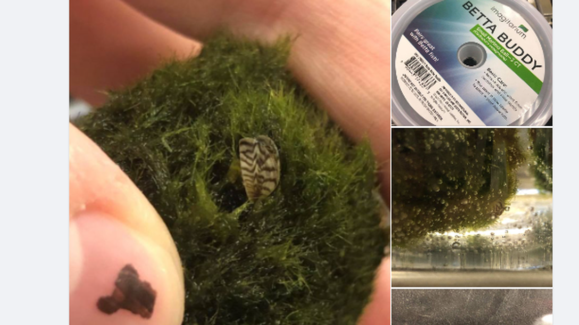 Moss Ball aquariums products infested with zebra mussels have been found in South Carolina pet stores, and in other states including Oregon, which issued the Facebook post above on Wednesday.