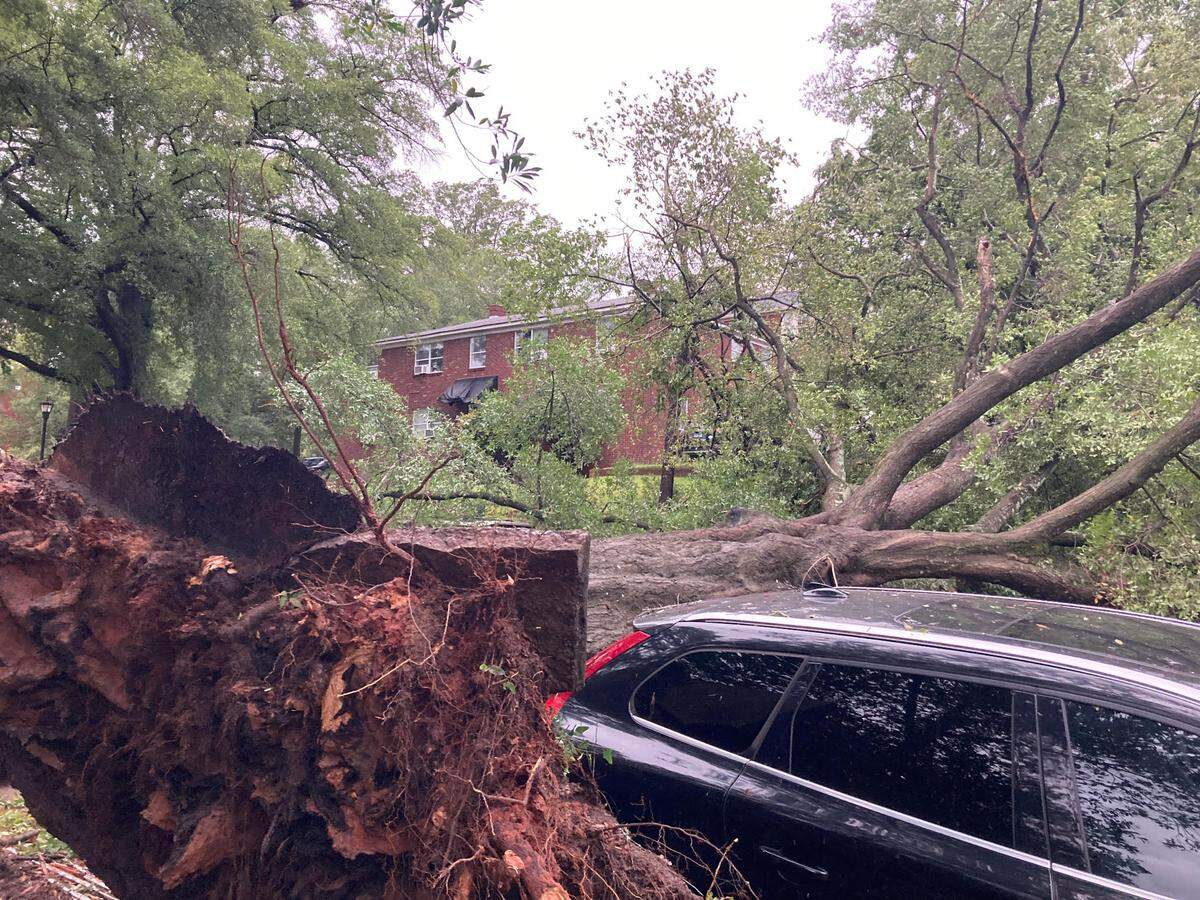 Hurricane Helene uprooted this massive tree on Greene Street by the University of South Carolina campus early on Sept. 27, 2024.