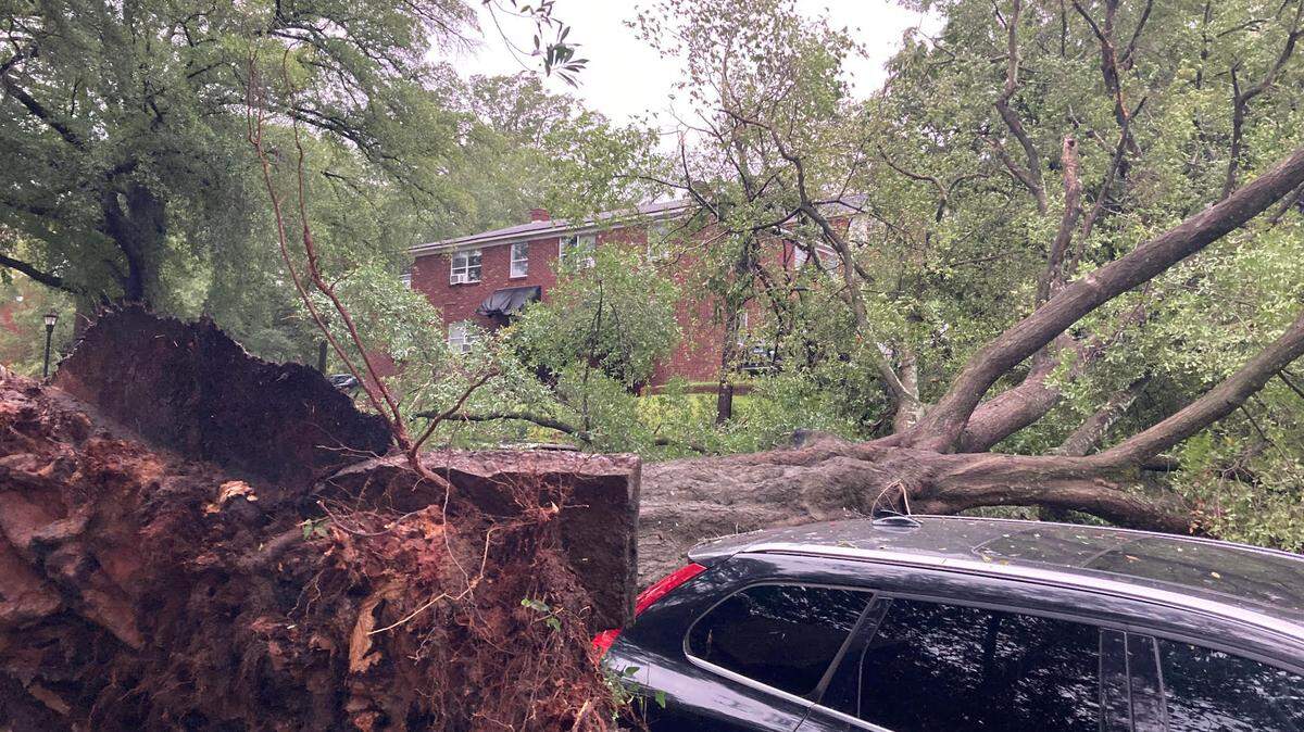 Hurricane Helene uprooted this massive tree on Greene Street by the University of South Carolina campus early on Sept. 27, 2024.