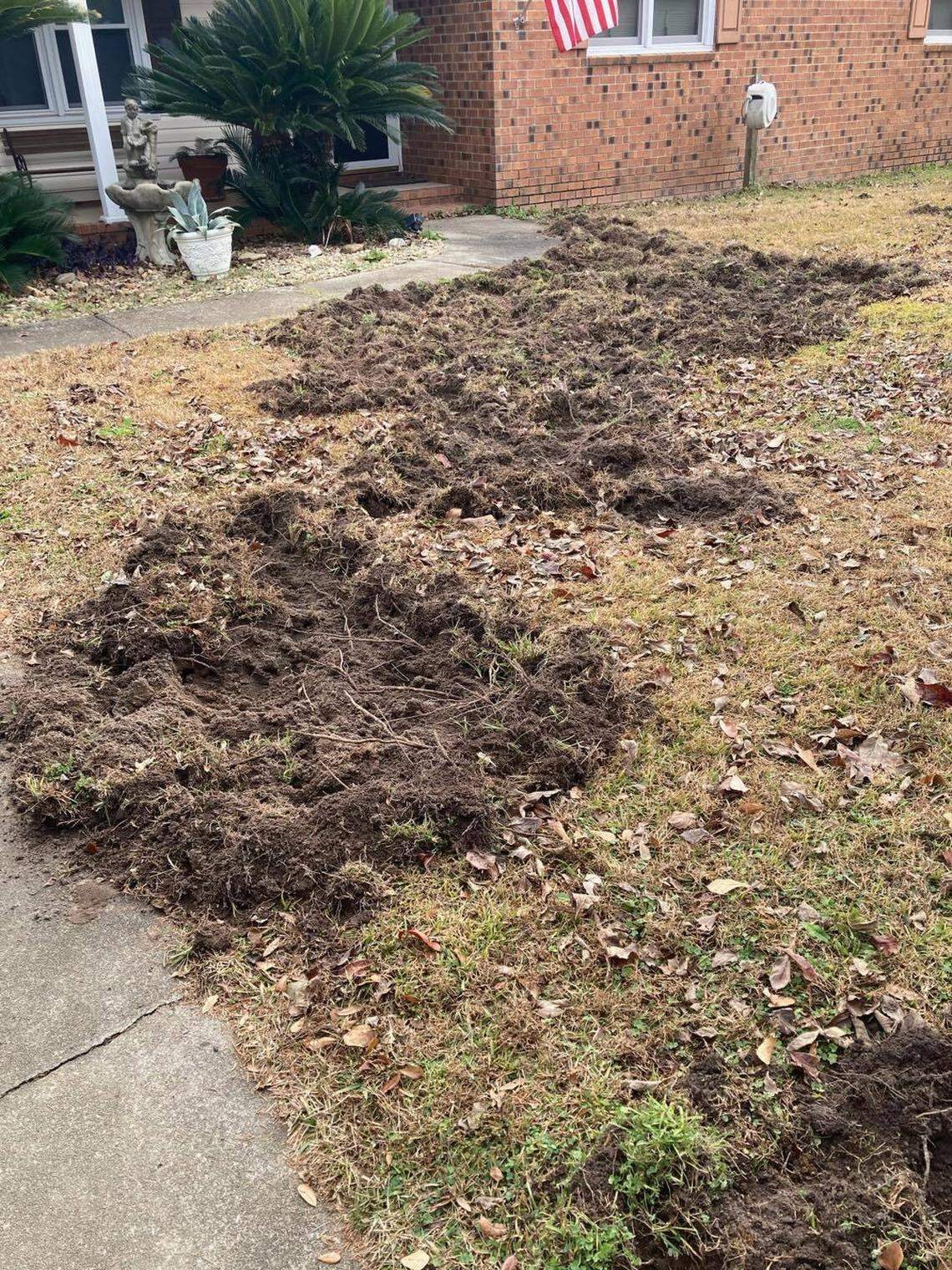 South Carolina DNR is assisting police in the search for a pig wreaking havoc in the Midlands.