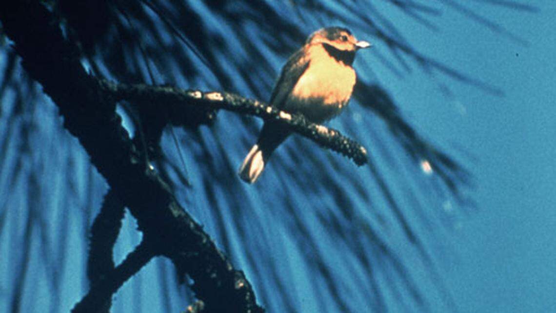 An image of a Bachman’s warbler.