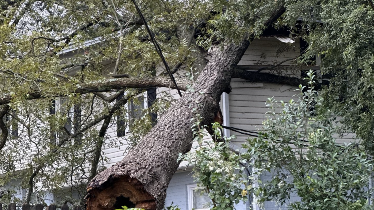 Trees snapped off during Helene caused widespread damage in Greenville County and caused four deaths.