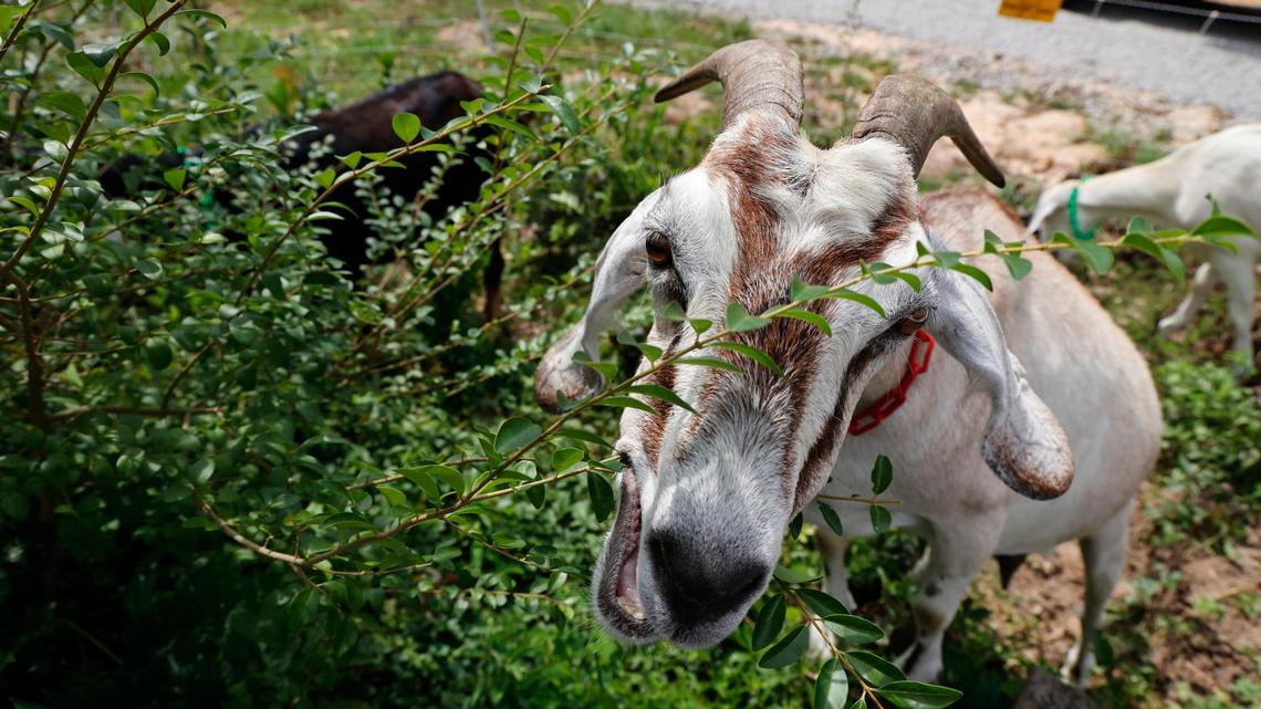 Goats clear overgrown plants and debris at a home in Gadsden, South Carolina on Thursday, July 27, 2023.