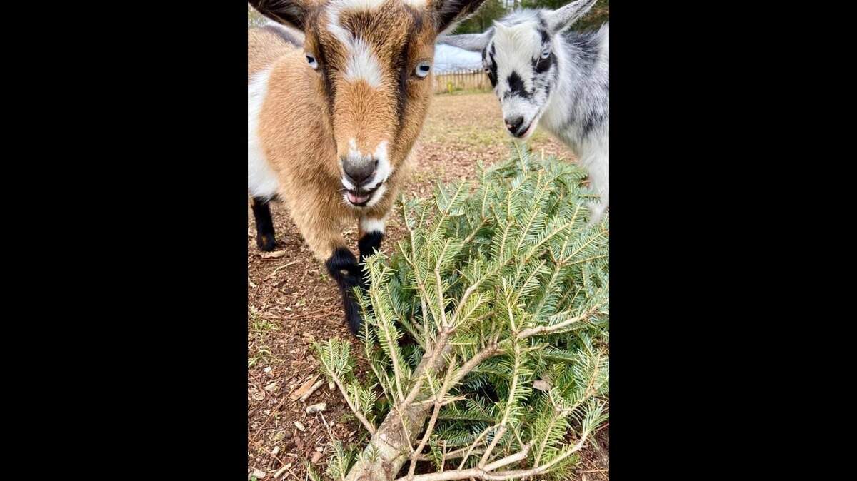 Goats eat green needles at a South Carolina farm.
