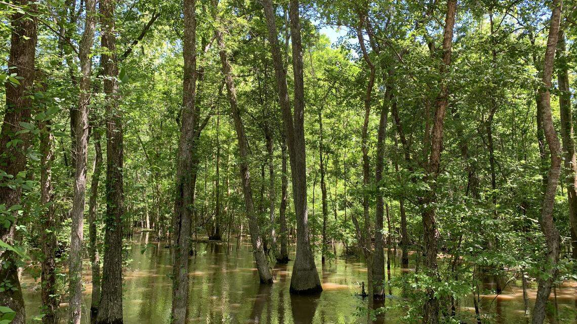 Nearly 1,000 acres protected in South Carolina’s fastest growing county