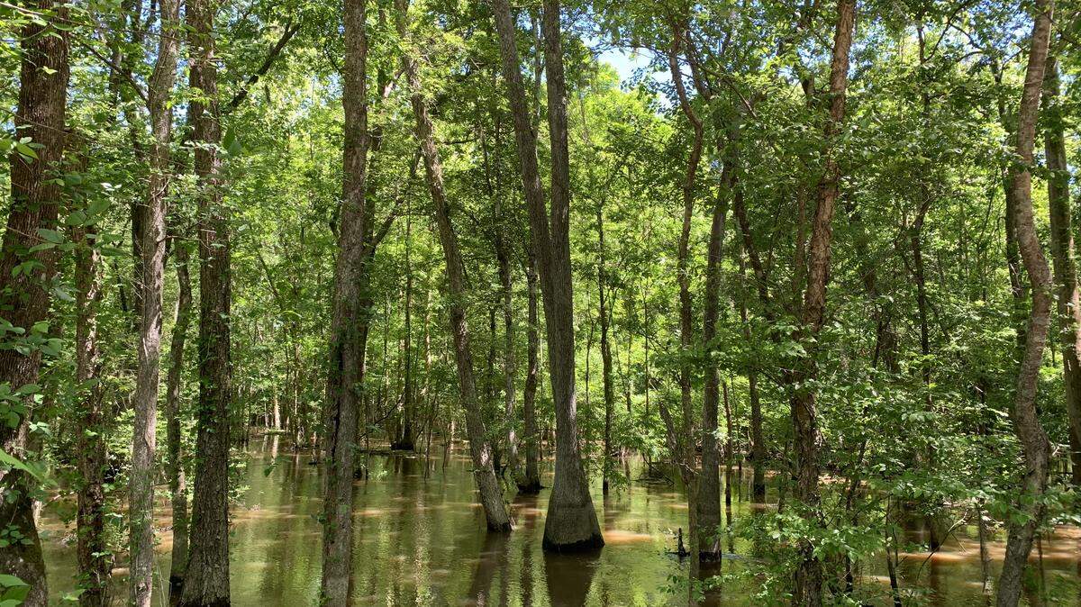 The Meyer Lake area of Jasper County makes up nearly 1,000 acres. The property has been protected from development in the state’s fastest growing county.