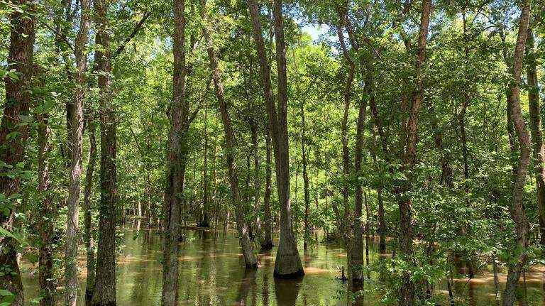 Nearly 1,000 acres protected in South Carolina’s fastest growing county
