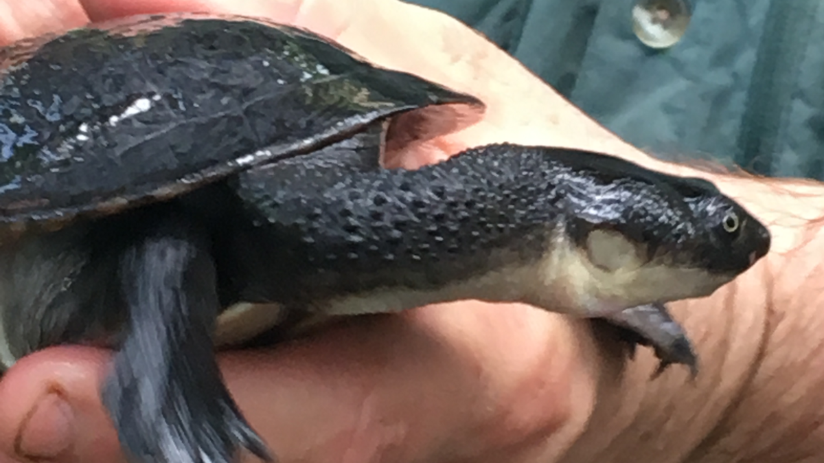 Rare Asian turtles were being traded illegally by several South Carolina men, prosecutors say