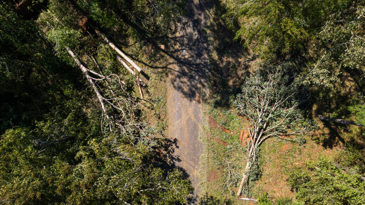 Trees downed by Hurricane Helene that killed Saluda volunteer firefighters Chad Satcher and Landon Bodie on Friday, September 27, 2024. The volunteer firefighters were responding to a structure fire on Beulah Road in Saluda County.