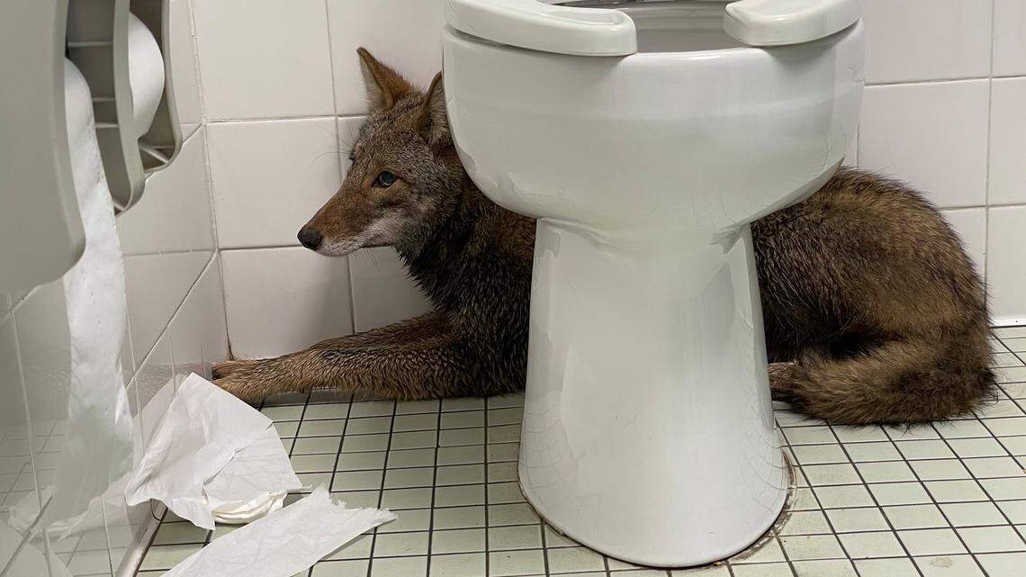A coyote was spotted inside a South Carolina school, a picture shows.