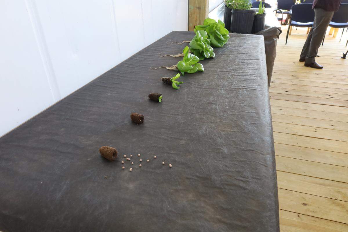 From seed to head, lettuce vertically farmed at Camille Graham Correctional Institution takes around 36 days, compared to 55 to 65 days in the field.