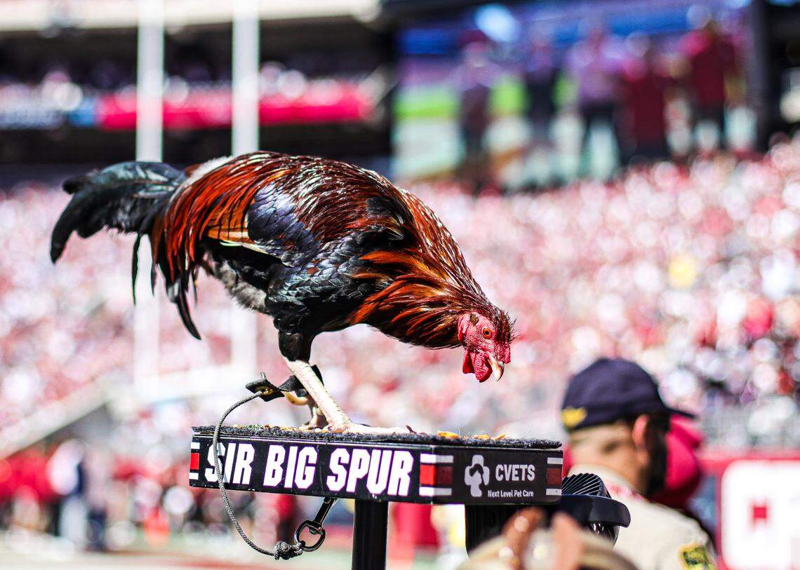 Sir Big Spur looks on as South Carolina faces Alabama on Saturday at Bryant-Denny Stadium in Tuscaloosa.