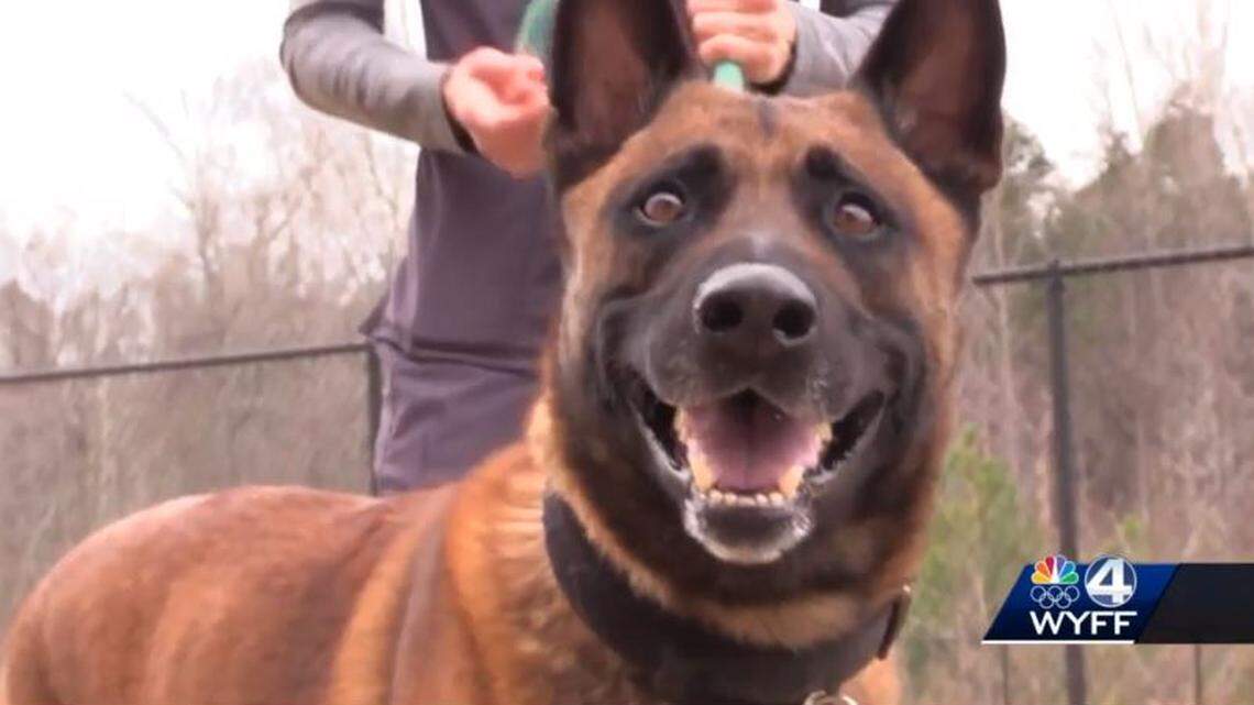 A police dog had a broken bone after a training exercise in South Carolina, cops say.