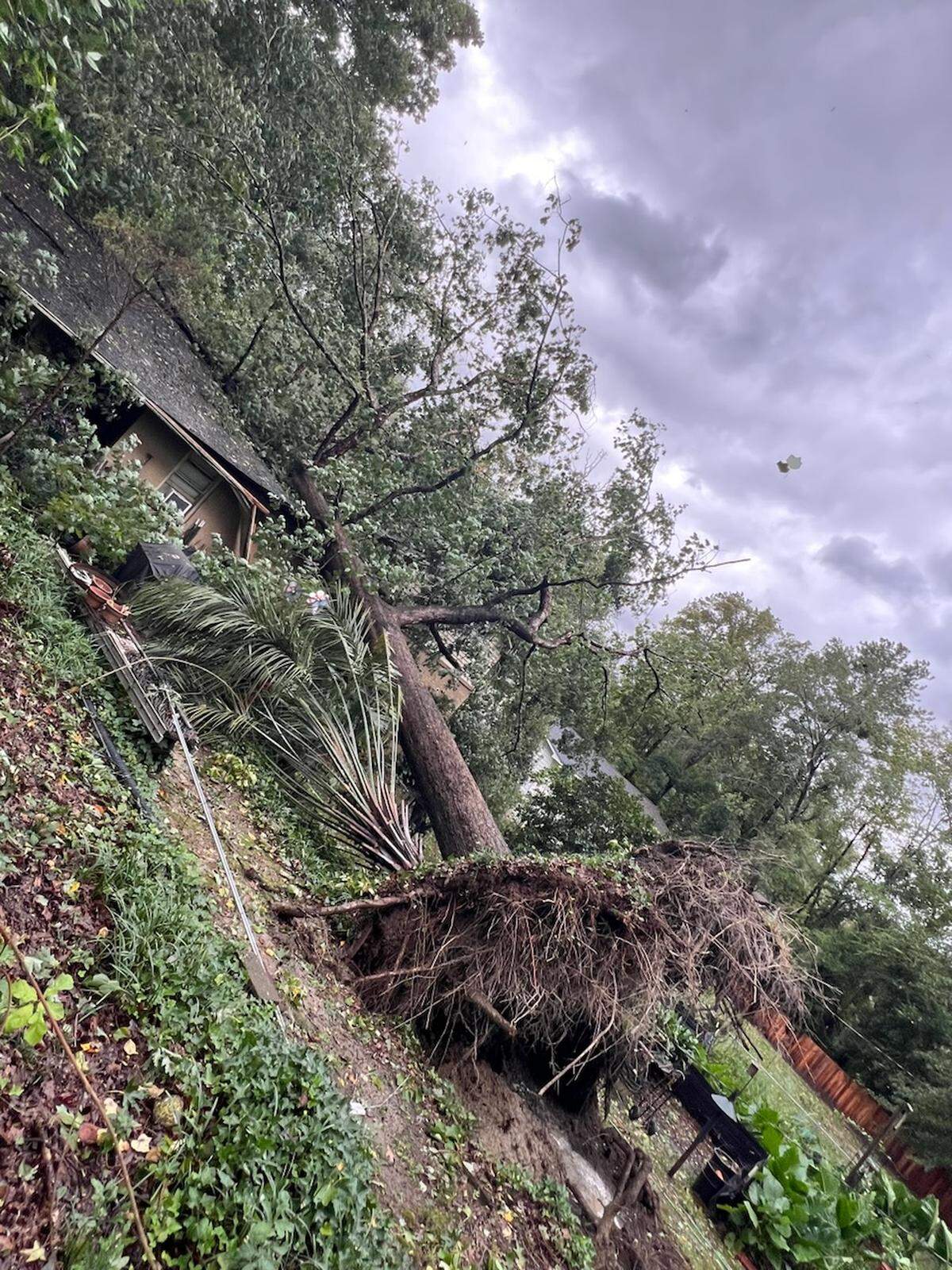 A tree toppled over on Juarez Street in Forest Acres on Friday, September 27, 2024.