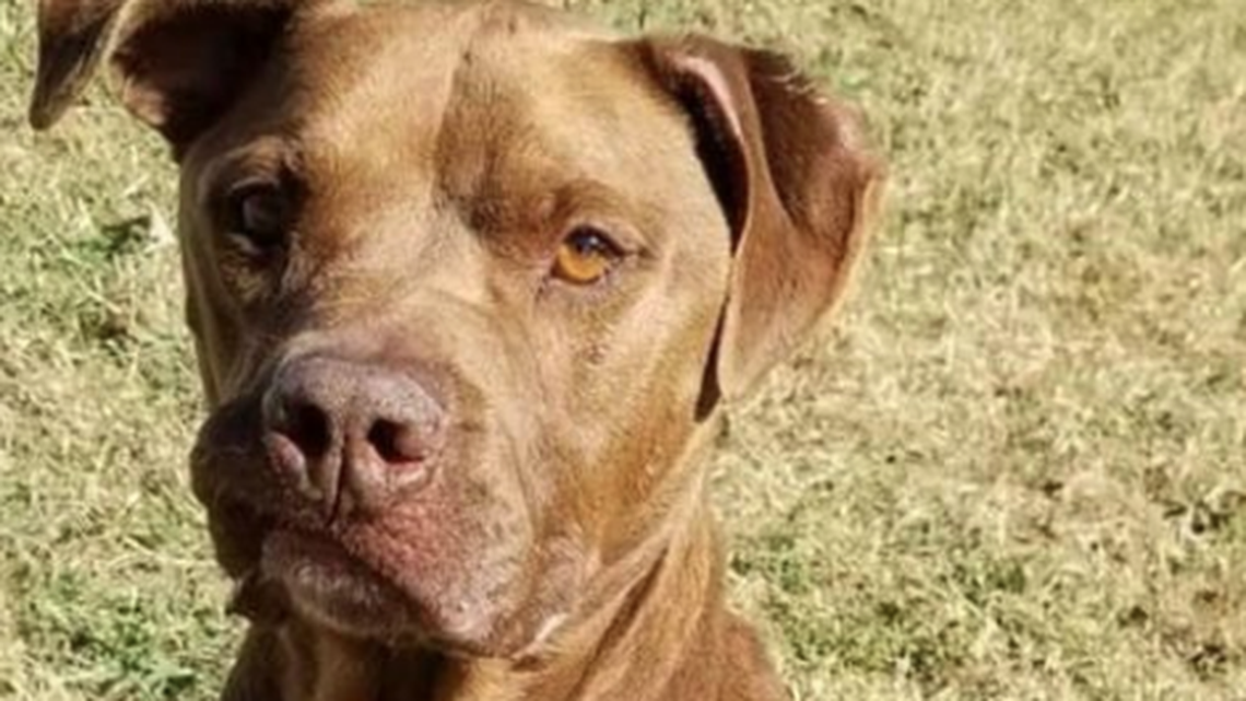 Coolio was one of several dogs put to sleep due to overcrowding this week.