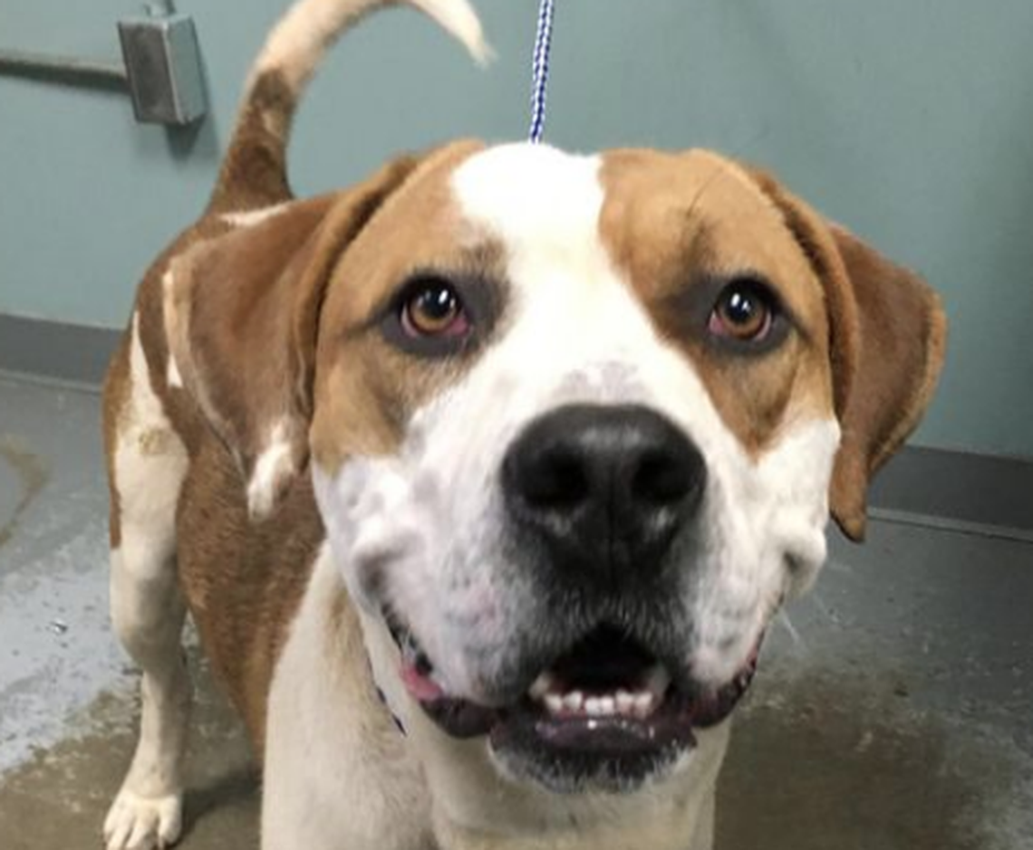 Chalmers was due to be euthanized Friday morning but someone expressed interest in meeting him after seeing a post about it on Facebook.