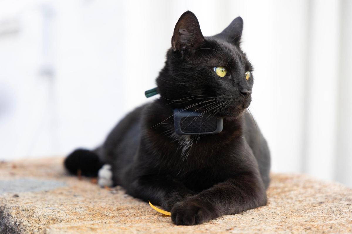 Rev. Paul Sterne feeds Edmund, a cat under the care of the C. S. Lewis Student Center on the University of South Carolina campus on Wednesday, December 6, 2023.