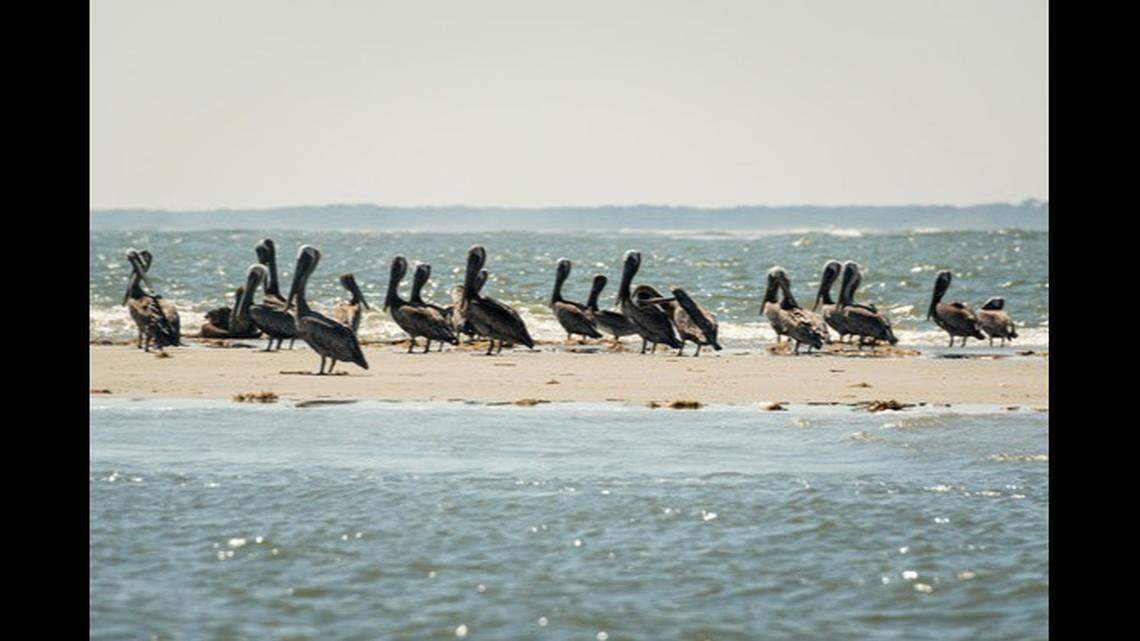 Low tide reveals a sandbar at what was once the western tip of the island. Brown pelicans are using it to rest and feed.