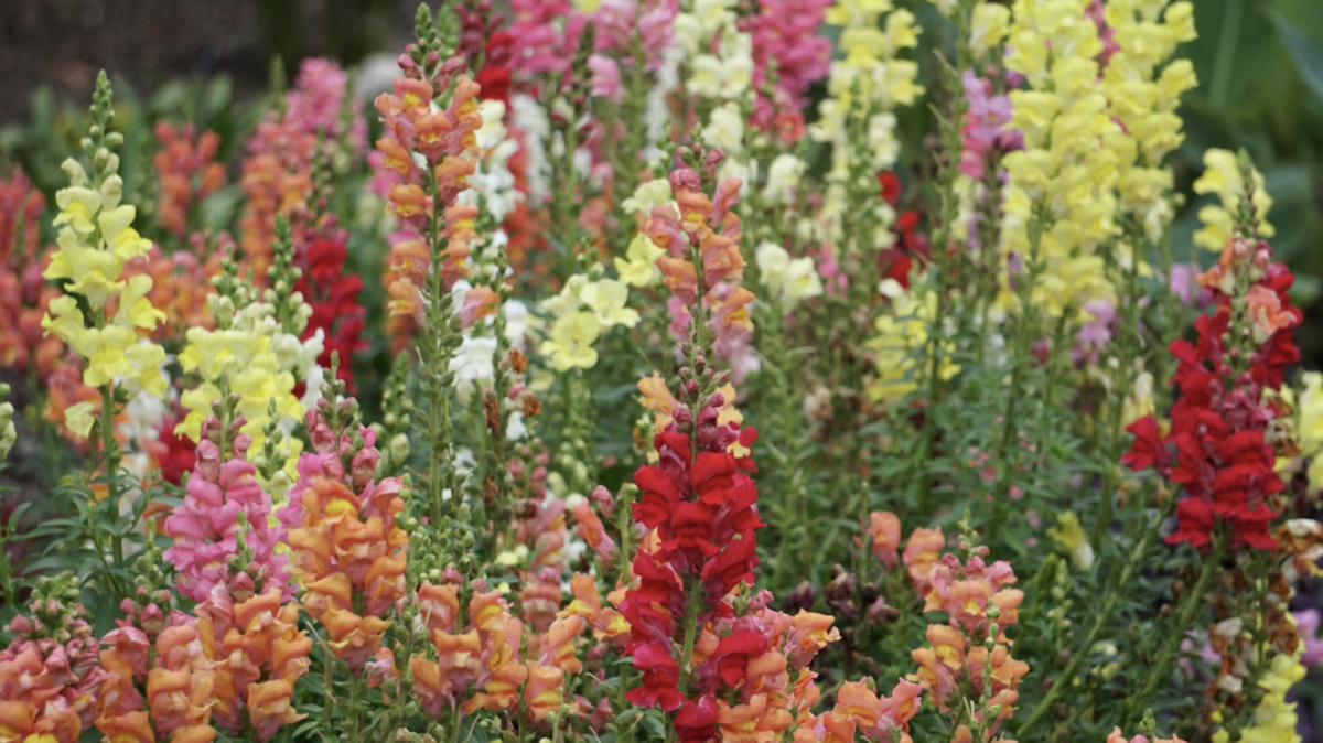 Snapdragons can be planted in November to add color to the garden..